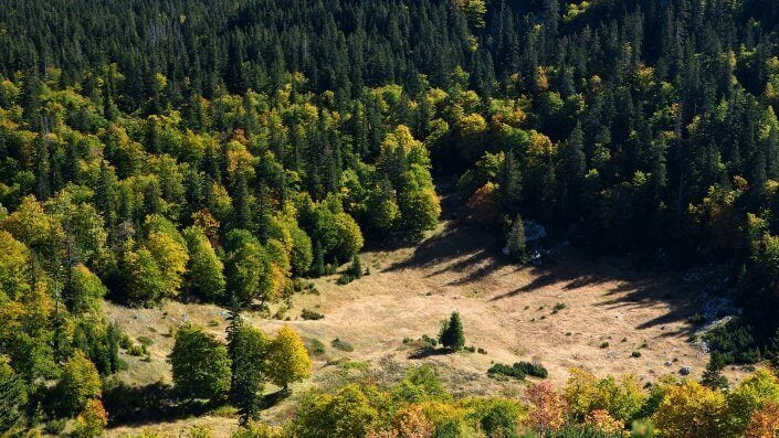 Forest in national park