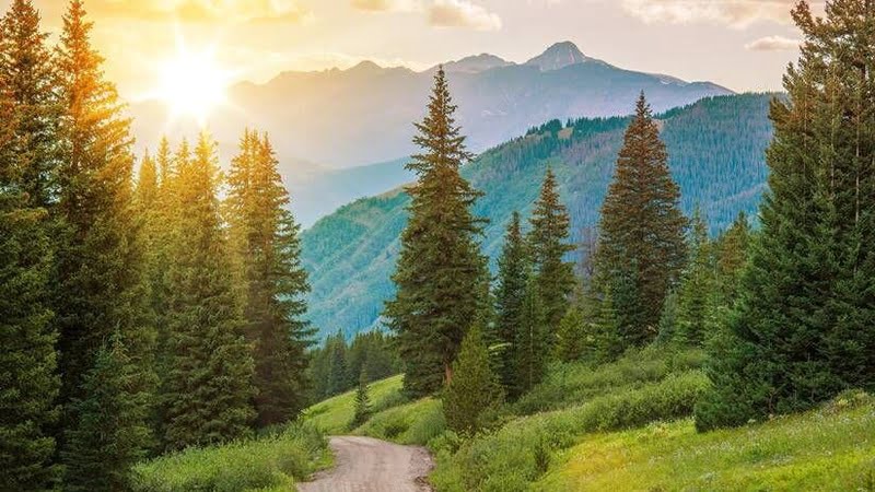 Montenegrian wood in mountine||Mountains in Montenegro