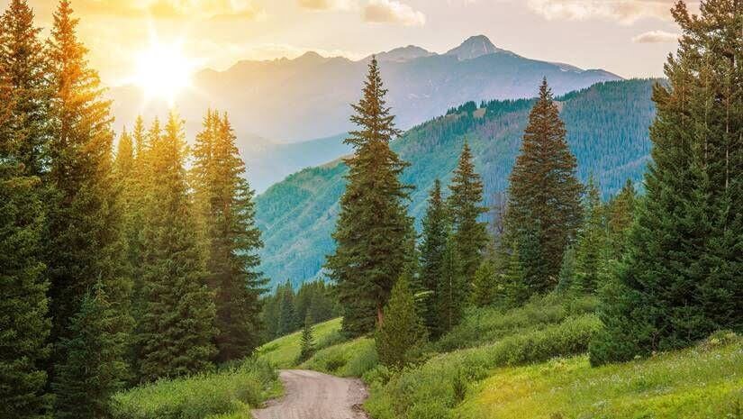 Montenegrian wood in mountine||Mountains in Montenegro