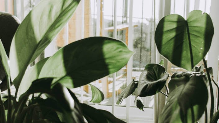 green home plants near window