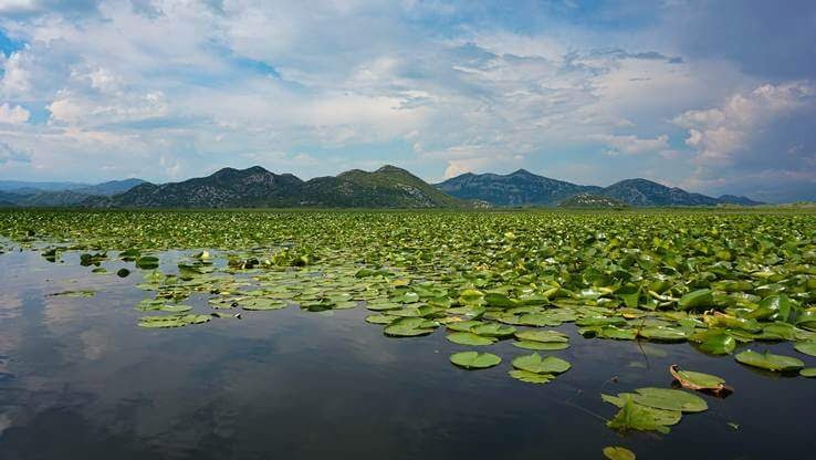 A serene view of a vast lake covered with water lilies, set against a backdrop of distant mountains under a clear sky.