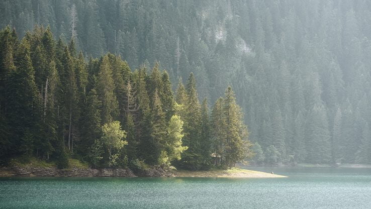 Lake and forest
