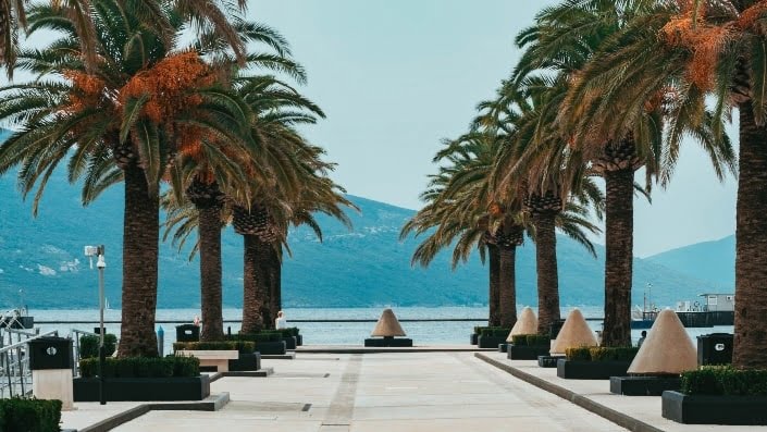 Palms near sea