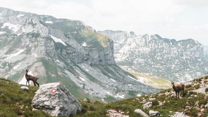 Two goats standing on a rocky hillside, surrounded by mountains, showcasing their natural habitat in a serene landscape.