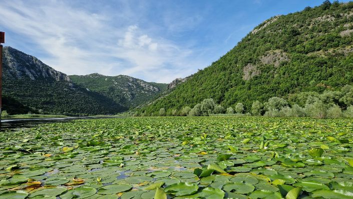 Nature at Lake Skadar