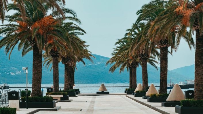 Palms, Tivat Bay