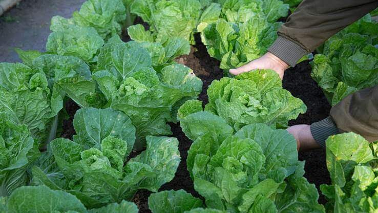 Organic food