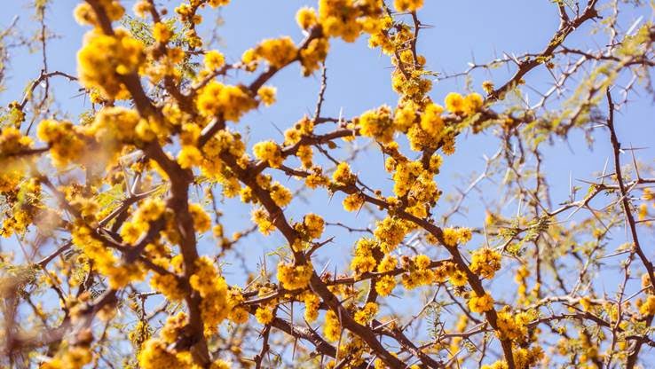 Yellow mimosa flowers