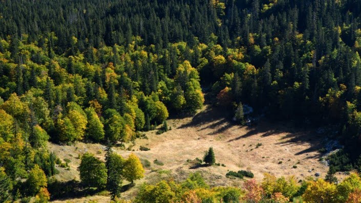 Forest